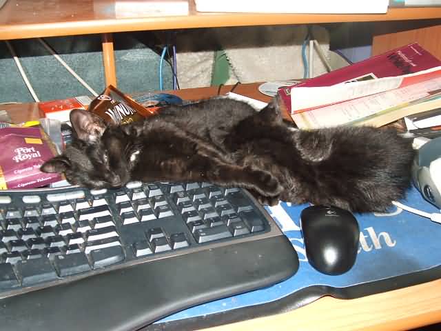 keyboards make the best beds