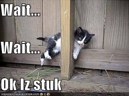 funny pictures stuck cat